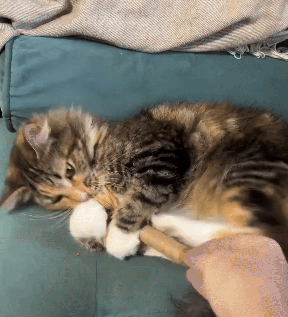 Nestura™ Natural Silvervine Dental Sticks