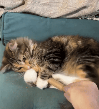 Nestura™ Natural Silvervine Dental Sticks